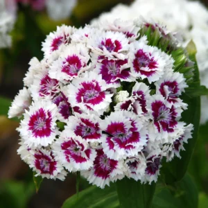 dianthus barbatus