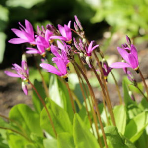 dodecatheon meadia