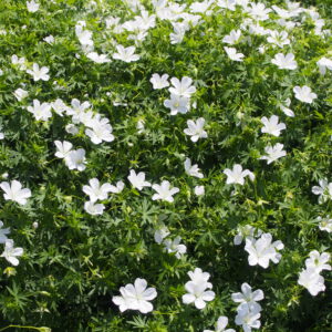 Geranium sanguineum 'Album' – Ooievaarsbek
