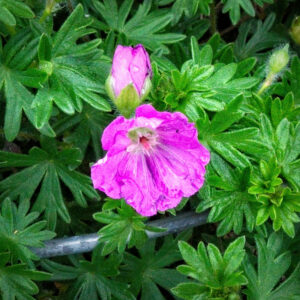 Geranium sanguineum 'Max Frei' – Ooievaarsbek