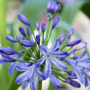 Agapanthus 'Headborne Hybrids' – Afrikaanse lelie