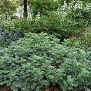 artemisia powis castle