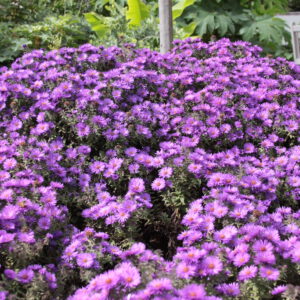 aster purple dome