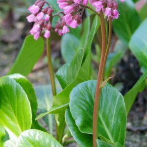 bergenia cordifolia