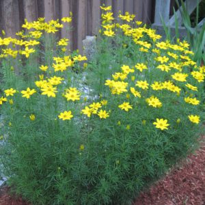 Coreopsis verticillata ‘Grandiflora’ – Meisjesogen