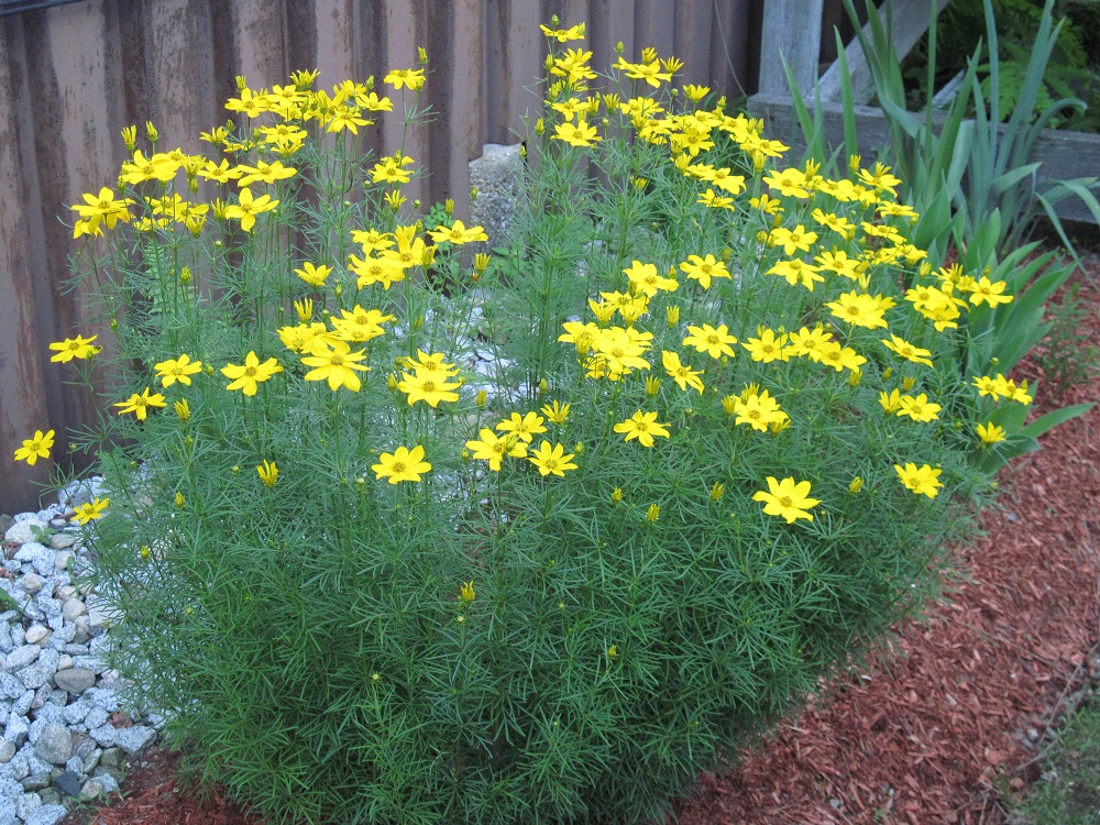 Coreopsis verticillata ‘Grandiflora’ – Meisjesogen
