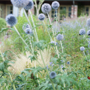 Echinops veitch blue