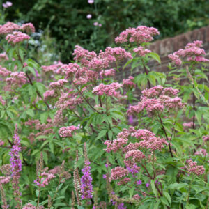 Eupatorium maculatum 'Riesenschirm' – Koninginnekruid