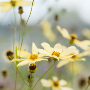 Coreopsis verticillata ‘Moonbeam’ – Meisjesogen