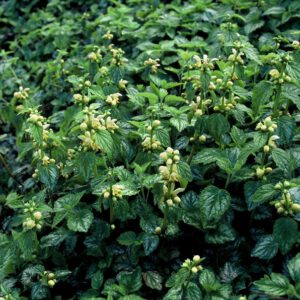 Lamiastrum galeobdolon ‘Florentinum’ – Bonte gele dovenetel