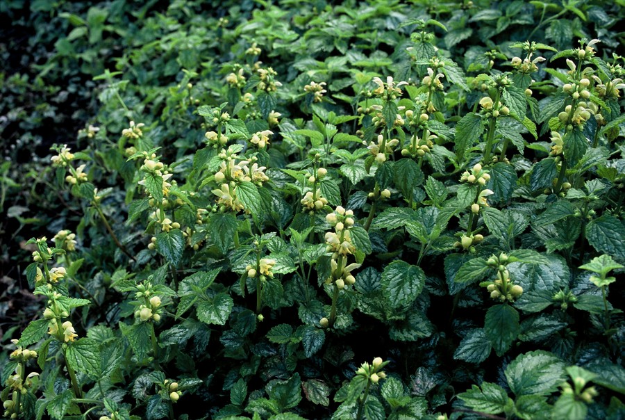 Lamiastrum galeobdolon ‘Florentinum’ – Bonte gele dovenetel