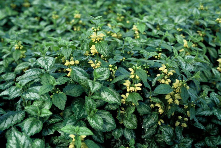 Lamiastrum galeobdolon ‘Florentinum’ – Bonte gele dovenetel - Afbeelding 2