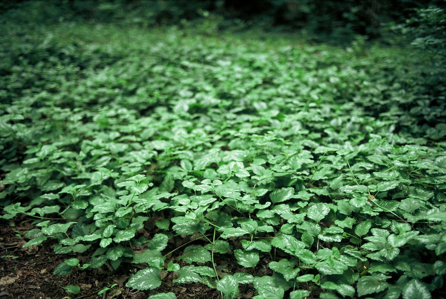 Lamiastrum galeobdolon ‘Florentinum’ – Bonte gele dovenetel - Afbeelding 3